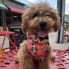 Bandana - Plenty o' Peonies - 4 DOTS Bandana - Plenty o' Peonies - 4 DOTS