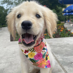 Bandana - Plenty o' Peonies - 4 DOTS Bandana - Plenty o' Peonies - 4 DOTS