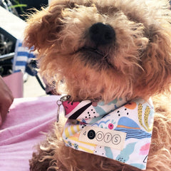 Bandana - Summer Lovin' - 4 DOTS Bandana - Summer Lovin' - 4 DOTS