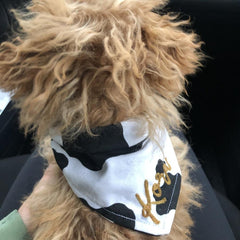 Bandana - Udderly Adoreable - 4 DOTS Bandana - Udderly Adoreable - 4 DOTS