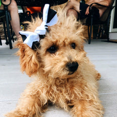 Dog Hair Bow - Cow Knot Bow - 4 DOTS
