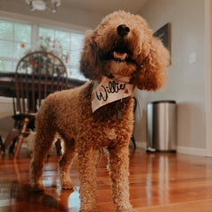 Bandana - Mountains Are Calling - 4 DOTS
