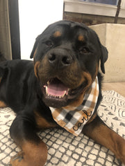Bandana - Plaid to Meet You - 4 DOTS